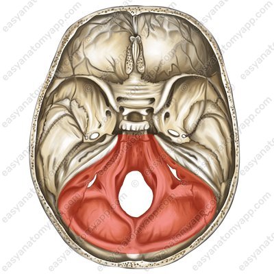 Posterior cranial fossa (fossa cranii posterior)